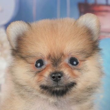 ポメラニアン【千葉県・男の子・2025年9月4日・オレンジ】の写真「ブリーダーアワード👑全国1位受賞👑🐶」