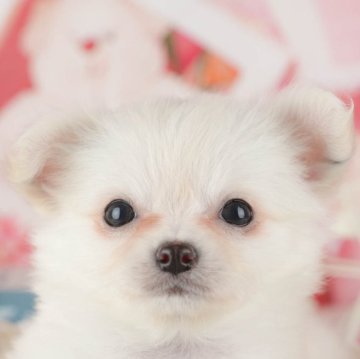 チワワ(ロング)【千葉県・女の子・2025年10月21日・ホワイト】の写真「ブリーダーアワード👑全国1位受賞👑🐶」