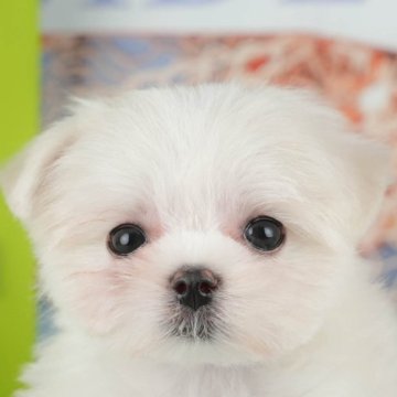 マルチーズ【千葉県・女の子・2025年10月8日・ホワイト】の写真「ブリーダーアワード👑全国1位受賞👑🐶」