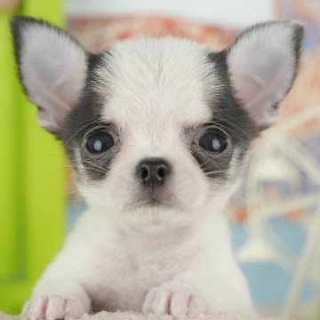 チワワ(スムース)【千葉県・男の子・2025年10月13日・ブラックホワイト】の写真「ブリーダーアワード👑全国1位受賞👑🐶」