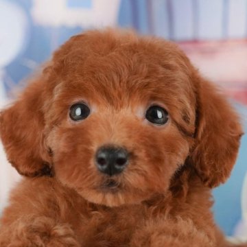 トイプードル(トイ)【千葉県・女の子・2025年10月9日・レッド】の写真「ブリーダーアワード👑全国1位受賞👑🐶」