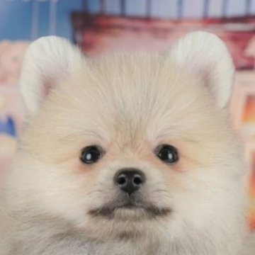 ポメラニアン【千葉県・男の子・2025年7月1日・クリームセーブル】の写真「ブリーダーアワード全国1位受賞👑🐶」