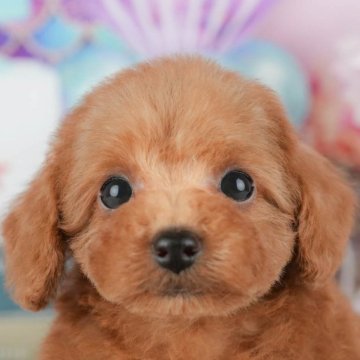 トイプードル(トイ)【千葉県・女の子・2025年9月30日・レッド】の写真「ブリーダーアワード👑全国1位受賞👑🐶」