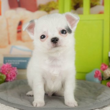 チワワ(ロング)【千葉県・男の子・2025年7月9日・パーティー】の写真「ブリーダーアワード👑全国1位受賞👑🐶」