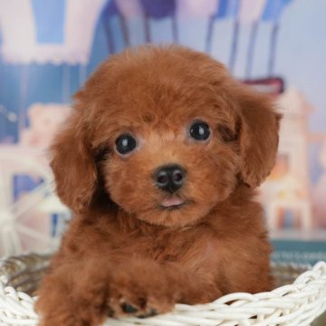 トイプードル(トイ)【千葉県・男の子・2025年9月28日・レッド】の写真「ブリーダーアワード👑全国1位受賞👑🐶」