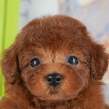 トイプードル(トイ)【千葉県・女の子・2025年9月18日・レッド】の写真「ブリーダーアワード👑全国1位受賞👑🐶」