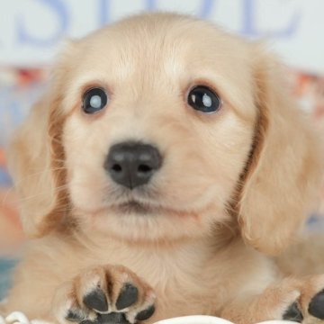 ミニチュアダックスフンド(ロング)【千葉県・女の子・2025年9月19日・イエロー】の写真「ブリーダーアワード👑全国1位受賞👑🐶」