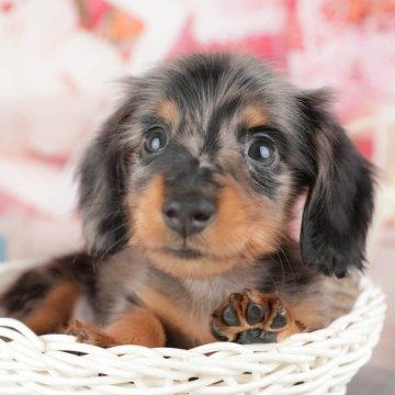 ミニチュアダックスフンド(ロング)【千葉県・男の子・2025年11月14日・シルバーダップル】の写真「ブリーダーアワード👑全国1位受賞👑🐶」