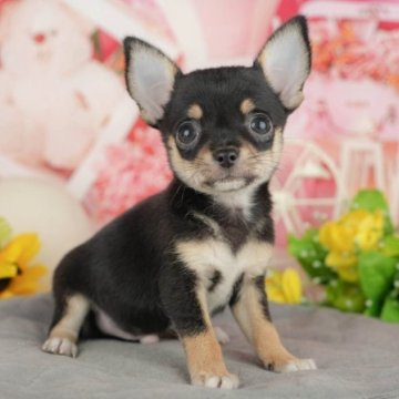 チワワ(スムース)【千葉県・男の子・2025年5月22日・ブラック&タン】の写真「🌻子犬を迎えたいけど不安な方へ🐾7/21相談会」