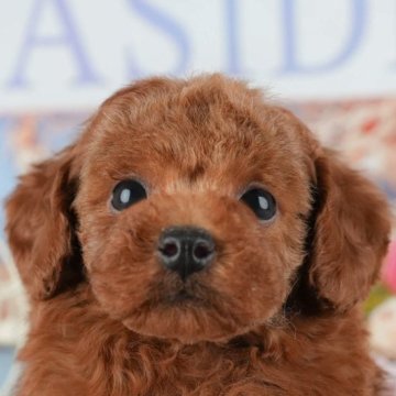 トイプードル(タイニー)【千葉県・男の子・2025年9月6日・レッド】の写真「ブリーダーアワード👑全国1位受賞👑🐶」