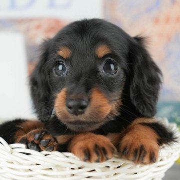 ミニチュアダックスフンド(ロング)【千葉県・女の子・2025年9月24日・ブラック&タン】の写真「ブリーダーアワード👑全国1位受賞👑🐶」