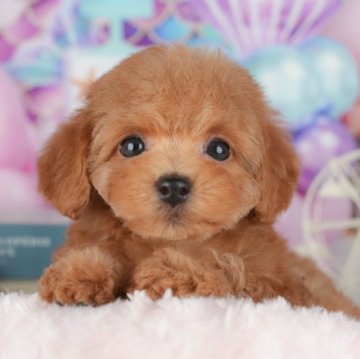 トイプードル(トイ)【千葉県・女の子・2025年10月9日・レッド】の写真「ブリーダーアワード👑全国1位受賞👑🐶」