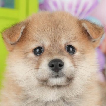 ポメ柴(ポメラニアン×柴犬)【千葉県・女の子・2025年4月23日・胡麻】の写真「🌻子犬を迎えたいけど不安な方へ🐾7/21相談会」