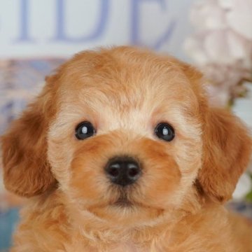 トイプードル(トイ)【千葉県・男の子・2025年8月6日・アプリコット】の写真「ブリーダーアワード👑全国1位受賞👑🐶」