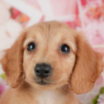 ミニチュアダックスフンド(ロング)【千葉県・男の子・2025年9月24日・イエロー】の写真「ブリーダーアワード👑全国1位受賞👑🐶」