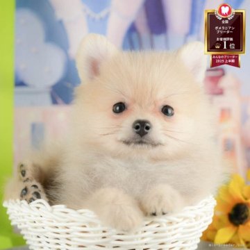 ポメラニアン【千葉県・女の子・2025年7月1日・クリーム】の写真「ブリーダーアワード全国1位受賞👑🐶」