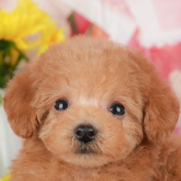 トイプードル(トイ)【千葉県・男の子・2025年9月28日・アプリコット】の写真「ブリーダーアワード👑全国1位受賞👑🐶」