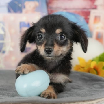 チワックス(チワワ×ダックスフンド)【千葉県・女の子・2025年10月3日・ブラック&タン】の写真「ブリーダーアワード👑全国1位受賞👑🐶」