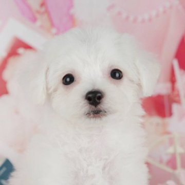 ビションフリーゼ【千葉県・女の子・2025年8月5日・ホワイト】の写真「ブリーダーアワード👑全国1位受賞👑🐶」