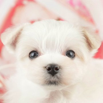 マルチーズ【千葉県・男の子・2024年12月29日・ホワイト】の写真「お客様の評価ランキング💖2024年度 日本1位🏆」