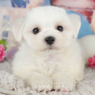 マルチーズ【千葉県・女の子・2025年4月19日・ホワイト】の写真「子犬を迎えたい方へ🎀7/5相談会開催！」