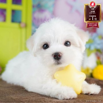 マルチーズ【千葉県・男の子・2025年7月21日・ホワイト】の写真「ブリーダーアワード👑全国1位受賞👑🐶」