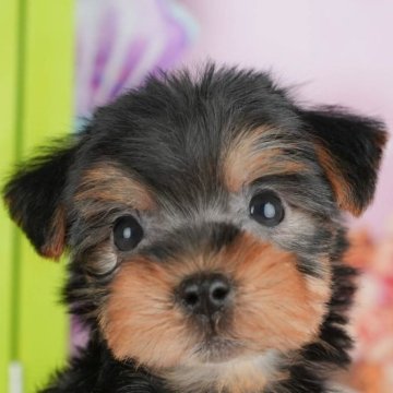 ヨークシャーテリア【千葉県・女の子・2025年9月18日・スティールブルー&タン】の写真「ブリーダーアワード👑全国1位受賞👑🐶」