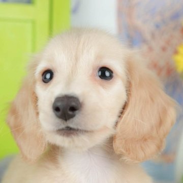 ミニチュアダックスフンド(ロング)【千葉県・女の子・2025年9月24日・イエロー】の写真「ブリーダーアワード👑全国1位受賞👑🐶」