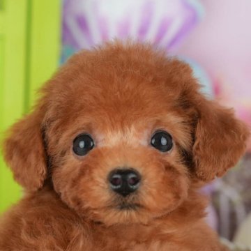 トイプードル(トイ)【千葉県・女の子・2025年9月28日・レッド】の写真「ブリーダーアワード👑全国1位受賞👑🐶」