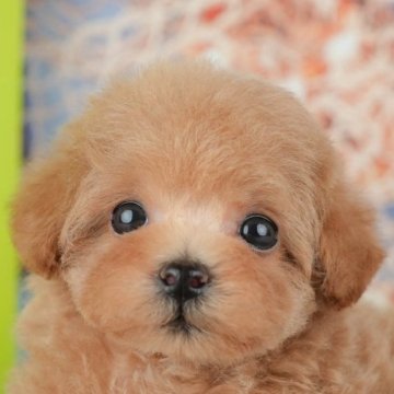 タイニープードル【千葉県・女の子・2025年8月20日・レッド】の写真「ブリーダーアワード👑全国1位受賞👑🐶」