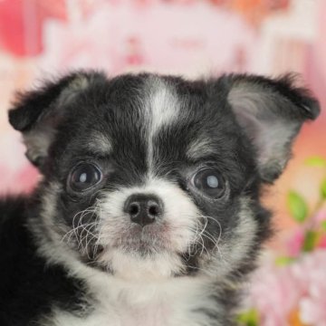 チワワ(ロング)【千葉県・女の子・2025年3月31日・ブラックタン&ホワイト】の写真「🌻子犬を迎えたいけど不安な方へ🐾7/21相談会」