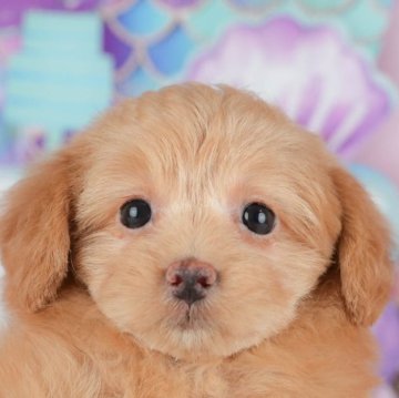 ポメプー(ポメラニアン×トイプードル)【千葉県・女の子・2025年10月24日・アプリコット】の写真「ブリーダーアワード👑全国1位受賞👑🐶」