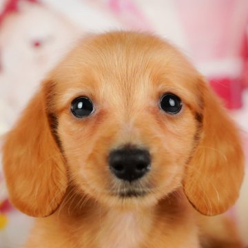 ミニチュアダックスフンド(ロング)【千葉県・男の子・2024年9月25日・レッド】の写真「総額表示！！当日見学OK✨」