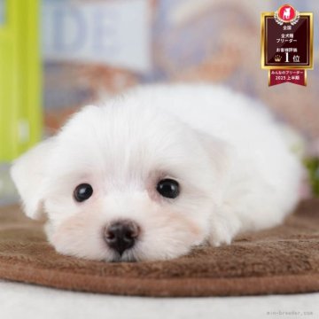 マルチーズ【千葉県・女の子・2025年7月9日・ホワイト】の写真「ブリーダーアワード👑全国1位受賞👑🐶」
