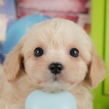 チワプー(トイプードル×チワワ)【千葉県・女の子・2025年10月26日・アプリコット】の写真「ブリーダーアワード👑全国1位受賞👑🐶」