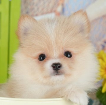 ポメチワ(ポメラニアン×チワワ)【千葉県・男の子・2025年9月25日・クリーム】の写真「ブリーダーアワード👑全国1位受賞👑🐶」