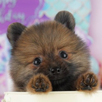 ポメラニアン【千葉県・男の子・2025年8月4日・オレンジ】の写真「ブリーダーアワード👑全国1位受賞👑🐶」