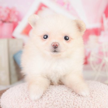 ポメラニアン【千葉県・女の子・2026年1月16日・クリーム】の写真「🌸この春だけ🌸 🎁数量限定✨成約特典付き🐶」
