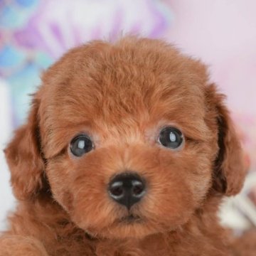 トイプードル(トイ)【千葉県・女の子・2025年9月23日・レッド】の写真「ブリーダーアワード👑全国1位受賞👑🐶」