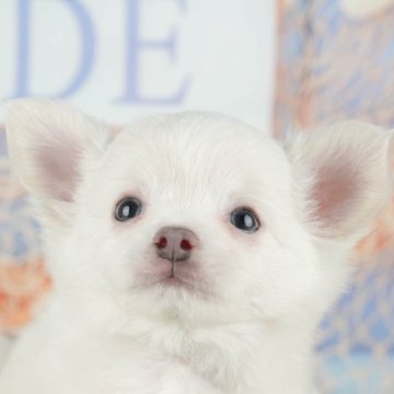 チワワ(ロング)【千葉県・男の子・2025年10月5日・ホワイト】の写真「ブリーダーアワード👑全国1位受賞👑🐶」