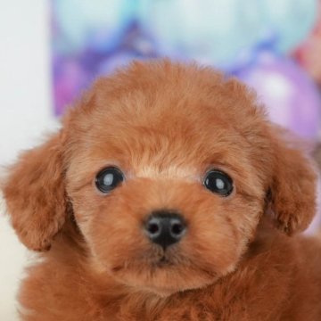 トイプードル(タイニー)【千葉県・女の子・2025年9月22日・レッド】の写真「ブリーダーアワード👑全国1位受賞👑🐶」