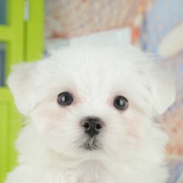 マルチーズ【千葉県・男の子・2025年10月8日・ホワイト】の写真「ブリーダーアワード👑全国1位受賞👑🐶」