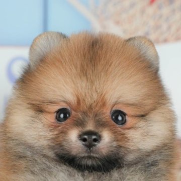 ポメラニアン【千葉県・男の子・2025年8月30日・オレンジ】の写真「ブリーダーアワード👑全国1位受賞👑🐶」