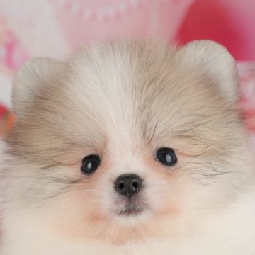 ポメラニアン【千葉県・女の子・2025年9月13日・パーティー】の写真「ブリーダーアワード👑全国1位受賞👑🐶」