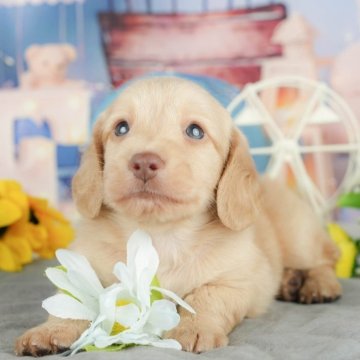 カニンヘンダックスフンド(ロング)【千葉県・男の子・2025年3月21日・イエロー】の写真「無料の相談会🌸🐶開催！！」