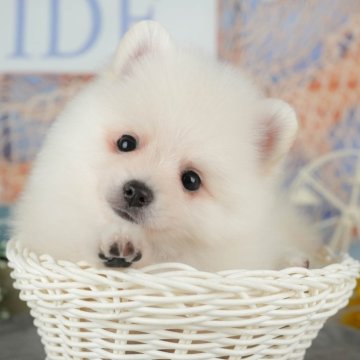 ポメラニアン【千葉県・女の子・2025年8月29日・クリーム】の写真「ブリーダーアワード👑全国1位受賞👑🐶」