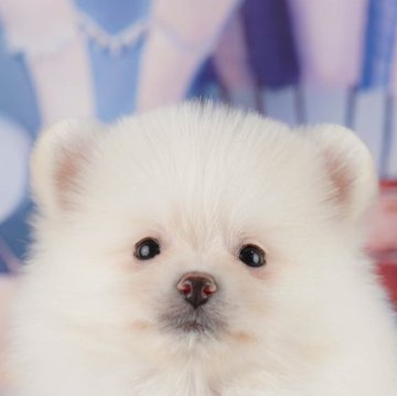 ポメラニアン【千葉県・男の子・2025年7月31日・クリーム】の写真「ブリーダーアワード👑全国1位受賞👑🐶」