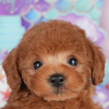 トイプードル(トイ)【千葉県・男の子・2025年8月5日・レッド】の写真「ブリーダーアワード👑全国1位受賞👑🐶」