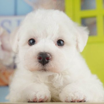 ビションフリーゼ【千葉県・男の子・2025年8月3日・ホワイト】の写真「ブリーダーアワード👑全国1位受賞👑🐶」