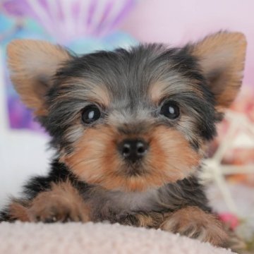 ヨークシャーテリア【千葉県・女の子・2025年10月14日・スティールブルー&タン】の写真「ブリーダーアワード👑全国1位受賞👑🐶」